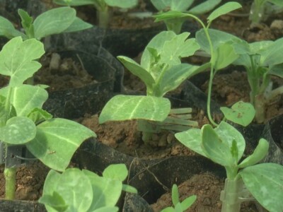 Jelena kalemi lubenicu i takav rasad se mnogo više kupuje, foto: M. Lazarević