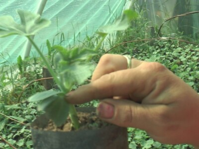 Jelena kalemi lubenicu i takav rasad se mnogo više kupuje, foto: M. Lazarević