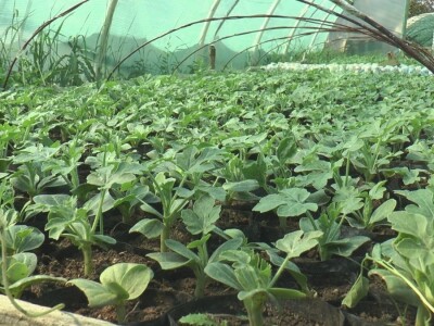 Jelena kalemi lubenicu i takav rasad se mnogo više kupuje, foto: M. Lazarević