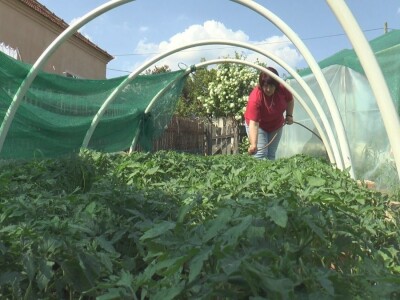 Jelena kalemi lubenicu i takav rasad se mnogo više kupuje, foto: M. Lazarević