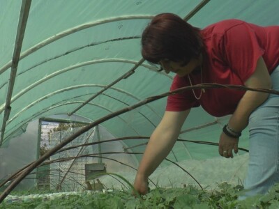 Jelena kalemi lubenicu i takav rasad se mnogo više kupuje, foto: M. Lazarević