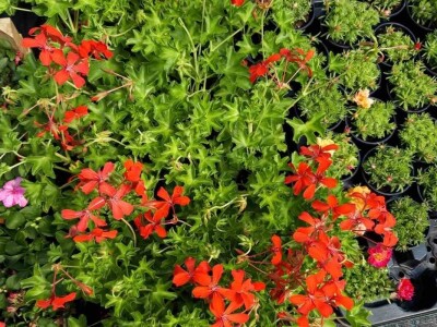 Jelena Milojević: Uzgoj cvijeća hobi koji traži rad i posećenost ali i opušta