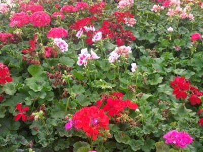 Jelena Milojević: Uzgoj cvijeća hobi koji traži rad i posećenost ali i opušta