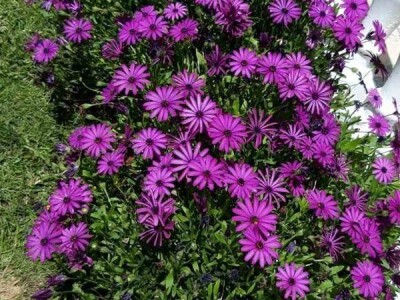 Jelena Milojević: Uzgoj cvijeća hobi koji traži rad i posećenost ali i opušta