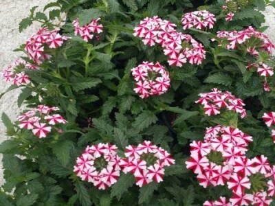 Jelena Milojević: Uzgoj cvijeća hobi koji traži rad i posećenost ali i opušta