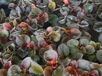 Jelena Milojević: Uzgoj cvijeća hobi koji traži rad i posećenost ali i opušta