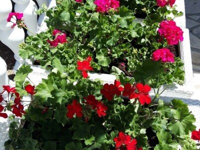 Jelena Milojević: Uzgoj cvijeća hobi koji traži rad i posećenost ali i opušta