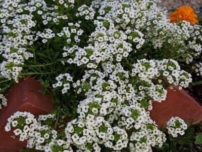 Jelena Milojević: Uzgoj cvijeća hobi koji traži rad i posećenost ali i opušta