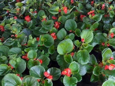 Jelena Milojević: Uzgoj cvijeća hobi koji traži rad i posećenost ali i opušta