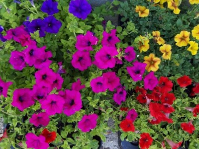 Jelena Milojević: Uzgoj cvijeća hobi koji traži rad i posećenost ali i opušta