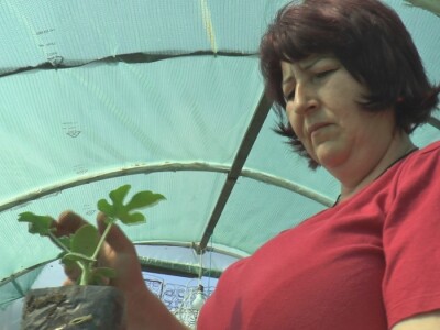 Jelena kalemi lubenicu i takav rasad se mnogo više kupuje, foto: M. Lazarević