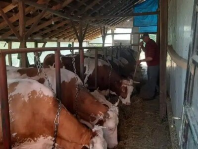 Jelena se posvetila govedarskoj proizvodnji, svaka krava ima svoje ime a muzika u štali utiče na mlečnost, foto: M. Lazarević