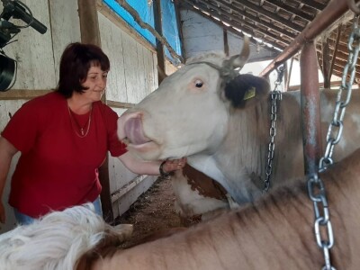 Jelena se posvetila govedarskoj proizvodnji, svaka krava ima svoje ime a muzika u štali utiče na mlečnost, foto: M. Lazarević