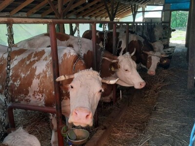 Jelena se posvetila govedarskoj proizvodnji, svaka krava ima svoje ime a muzika u štali utiče na mlečnost, foto: M. Lazarević