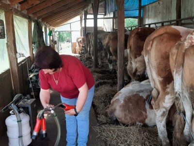 Jelena se posvetila govedarskoj proizvodnji, svaka krava ima svoje ime a muzika u štali utiče na mlečnost, foto: M. Lazarević
