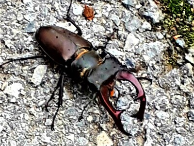 Jeste li ih vidjeli?