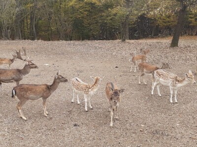 Dolina jelena Dolina jelena