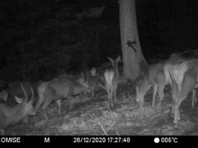 Jeleni ponovo pasu u Zapadnoj Srbiji