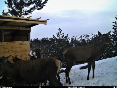 Jeleni ponovo pasu u Zapadnoj Srbiji