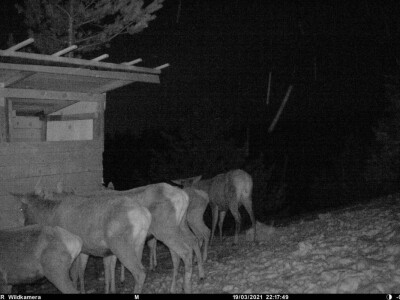 Jeleni ponovo pasu u Zapadnoj Srbiji