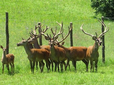 Jeleni ponovo pasu u Zapadnoj Srbiji