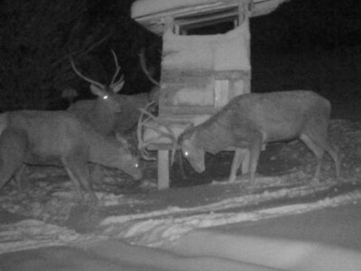 Jeleni ponovo pasu u Zapadnoj Srbiji