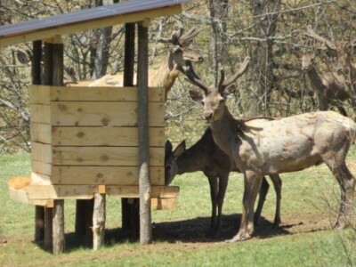 Jeleni ponovo pasu u Zapadnoj Srbiji