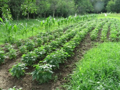 Jelka Zubović iz Trnave