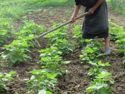 Jelka Zubović iz Trnave
