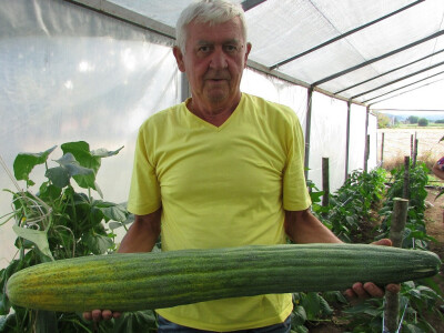 Drago se ponosi jermenskim krastavcem