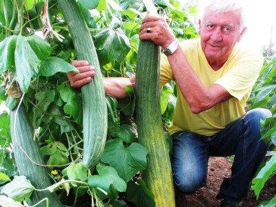 Drago uzgojio jermenski krastavac