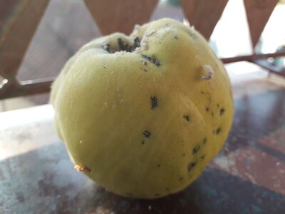 Jesen stiže, a slatko od dunja miriše Jesen stiže, a slatko od dunja miriše