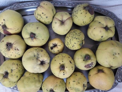 Jesen stiže, a slatko od dunja miriše