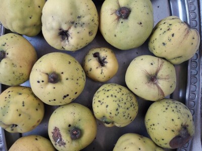 Jesen stiže, a slatko od dunja miriše Jesen stiže, a slatko od dunja miriše