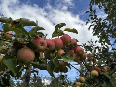 Jesenja gnojidba voćnjaka