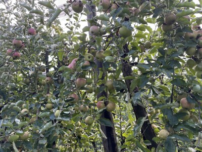 Jesenja gnojidba voćnjaka