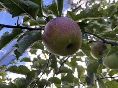 Jesenja gnojidba voćnjaka