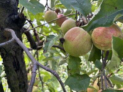 Jesenja gnojidba voćnjaka