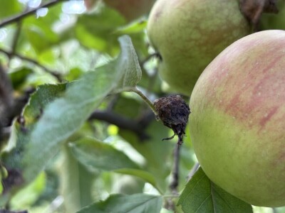 Jesenja gnojidba voćnjaka