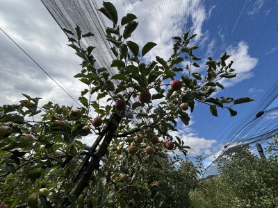 Jesenja gnojidba voćnjaka