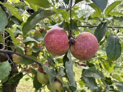 Jesenja gnojidba voćnjaka