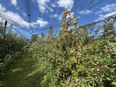 Jesenja gnojidba voćnjaka