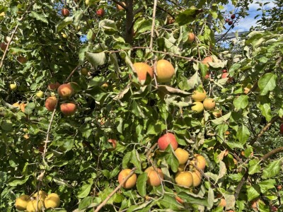 Jesenja gnojidba voćnjaka