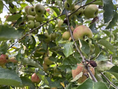 Jesenja gnojidba voćnjaka