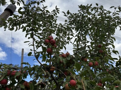 Jesenja gnojidba voćnjaka
