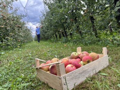 Jesenja gnojidba voćnjaka