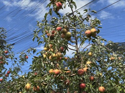 Jesenja gnojidba voćnjaka