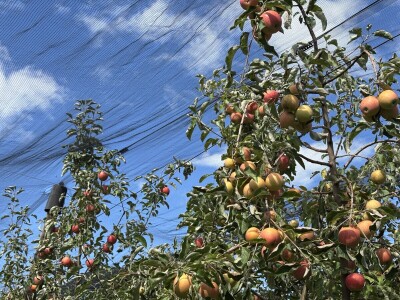 Jesenja gnojidba voćnjaka