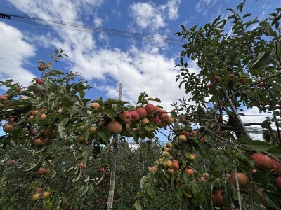 Jesenja gnojidba voćnjaka