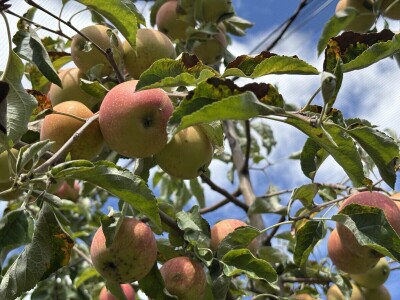 Jesenja gnojidba voćnjaka